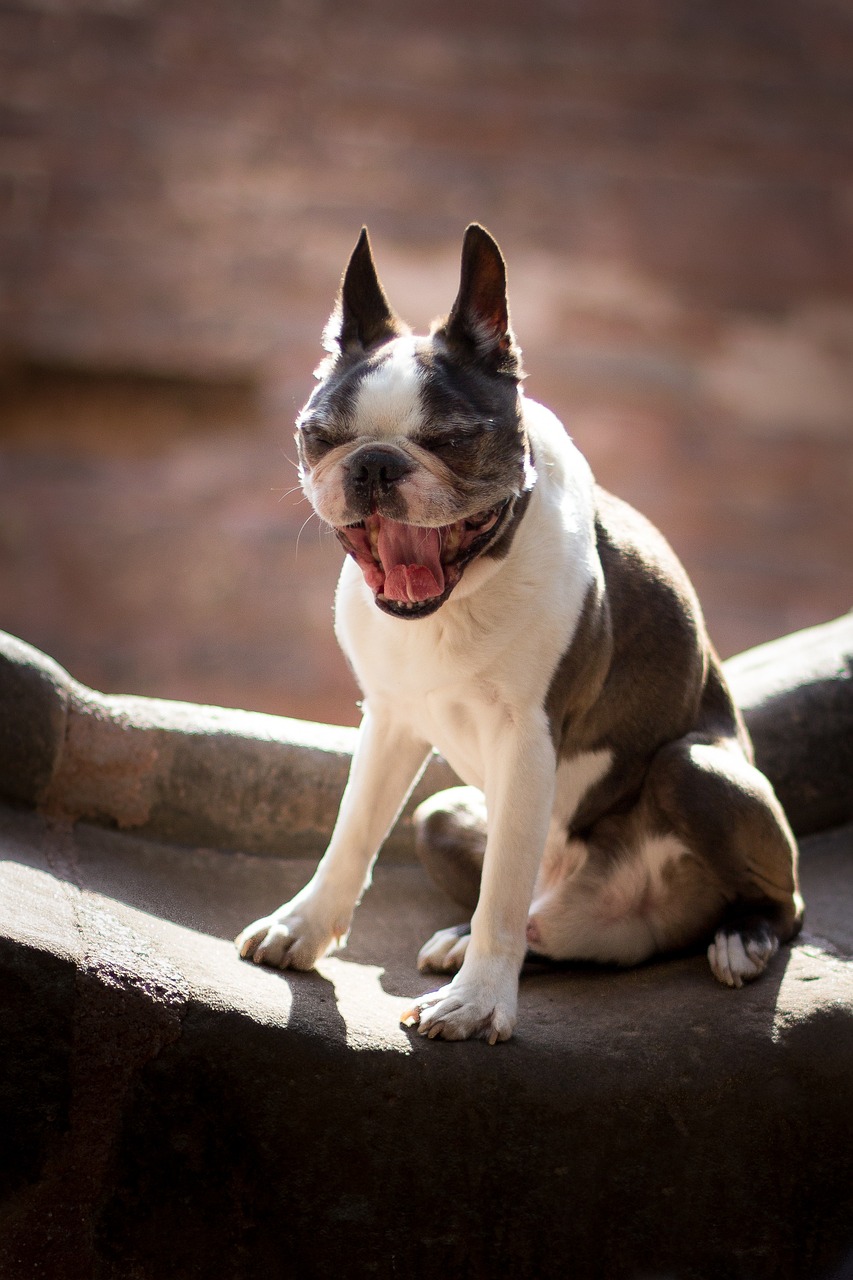 Boston Terrier in a park